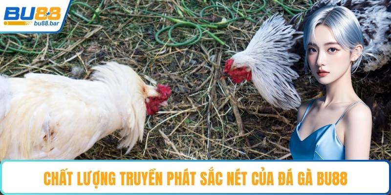 Chất lượng truyền phát sắc nét của đá gà Bu88
